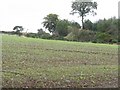 Oil seed rape at Galadean