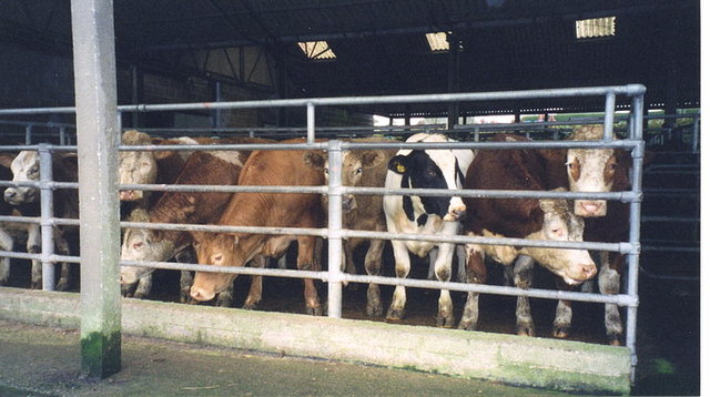South Molton cattle market