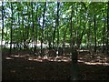 Picked Copse - The Woods Alongside The Road To West Dean