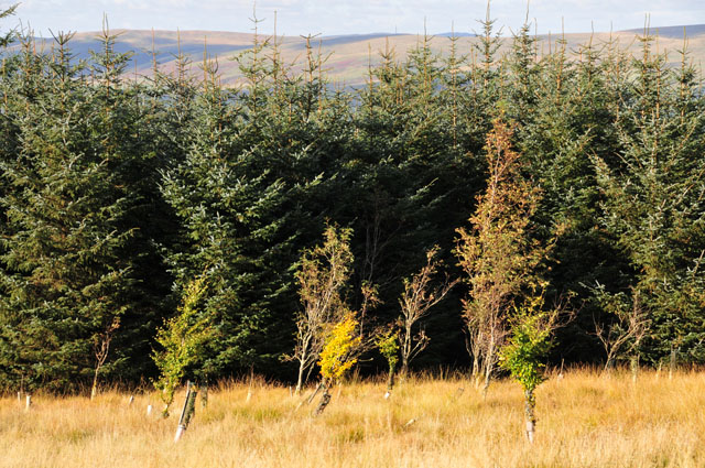 Deciduous trees in conifer forest