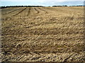 Field Near Brackenridge