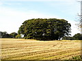 Trees Near Over Lethame