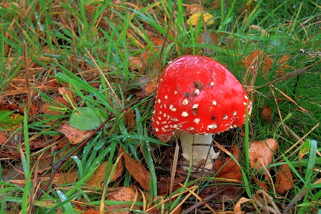 Toadstool, Walesby Scout Camp © Mick Garratt :: Geograph Britain and ...