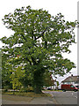 Large Oak Tree on corner of Links Side, Enfield