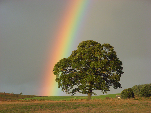 Tree and rainbow above the Stoneybeck Inn