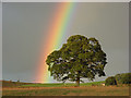 Tree and rainbow above the Stoneybeck Inn