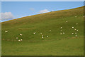 Farmland at Newhall