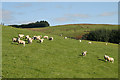 Sheep on Crawthat Hill