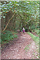 Bridleway, Rowberrow Bottom, Mendips