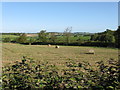 Countryside near Uphampton Farm