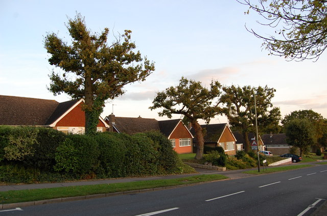 Oak trees on Harrow Lane
