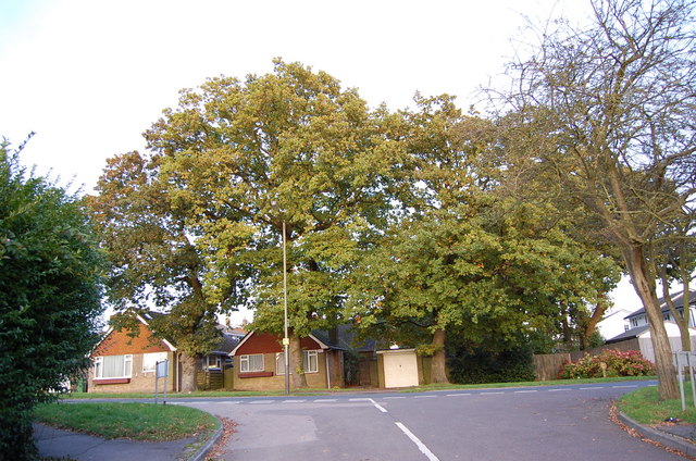 Oak Trees on Harrow Lane