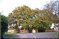 Oak Trees on Harrow Lane