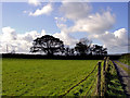 Roadside trees near Ffynnon-Fair, Llanfair Treflygen