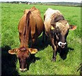 A bovine couple near Treban