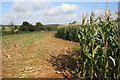 Maize crop near Branston