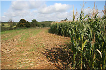 SK8129 : Maize crop near Branston by Kate Jewell