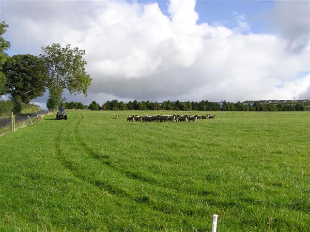 Herding sheep at Glemmaquin