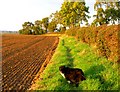 SK6808 : Footpath to South Croxton by Andrew Tatlow
